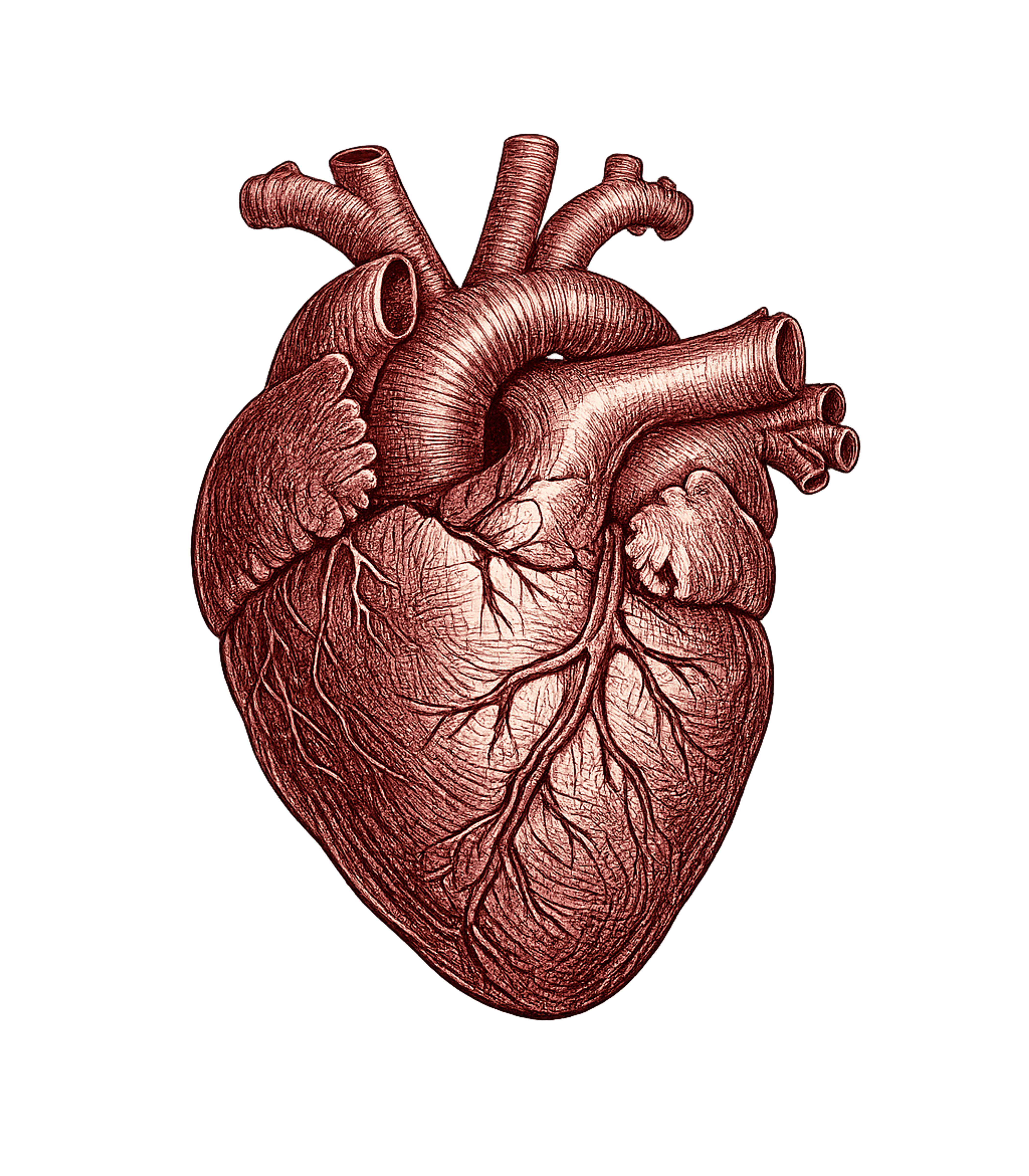 Anatomical Heart T-Shirt