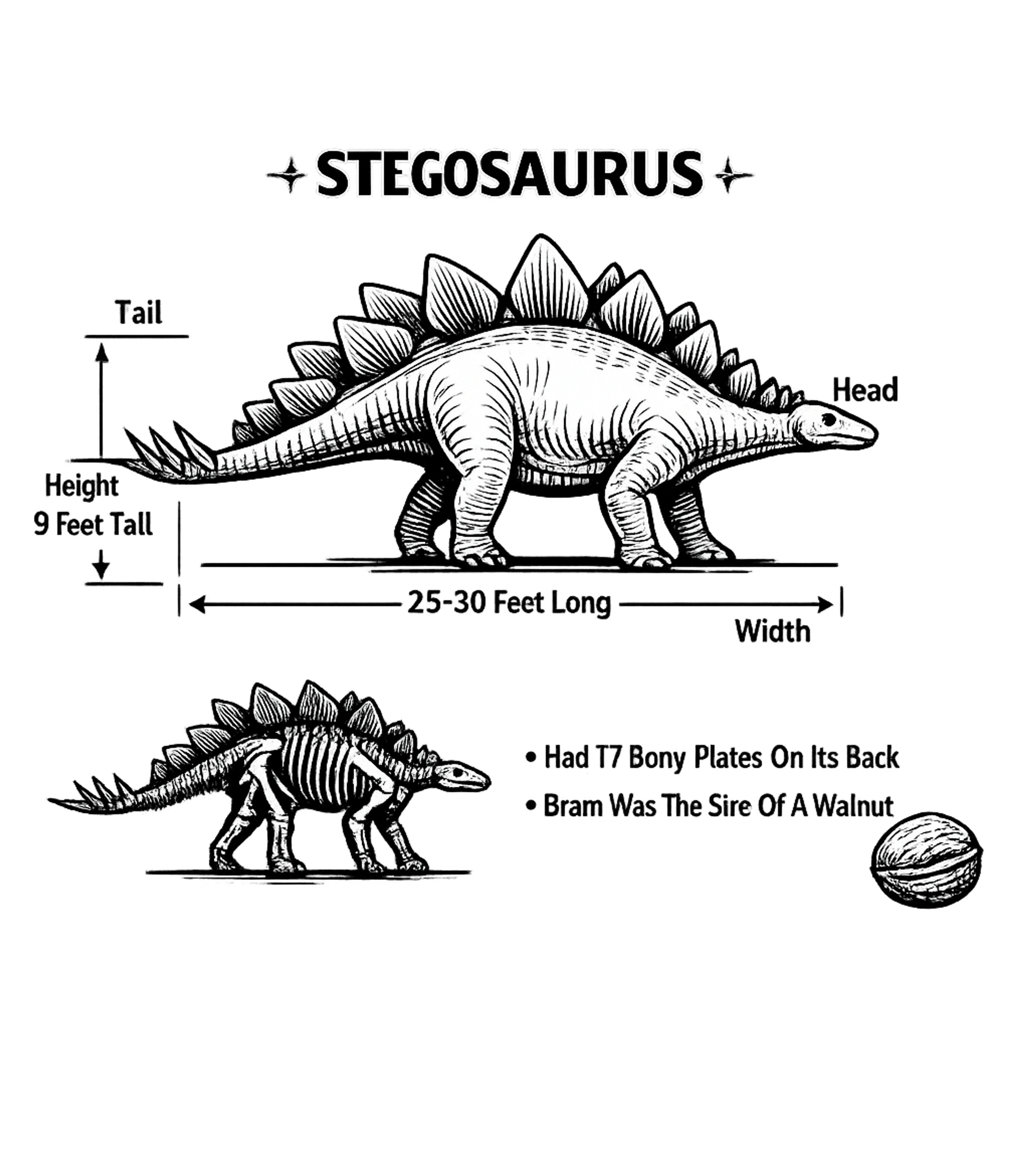 Stegosaurus Facts Art