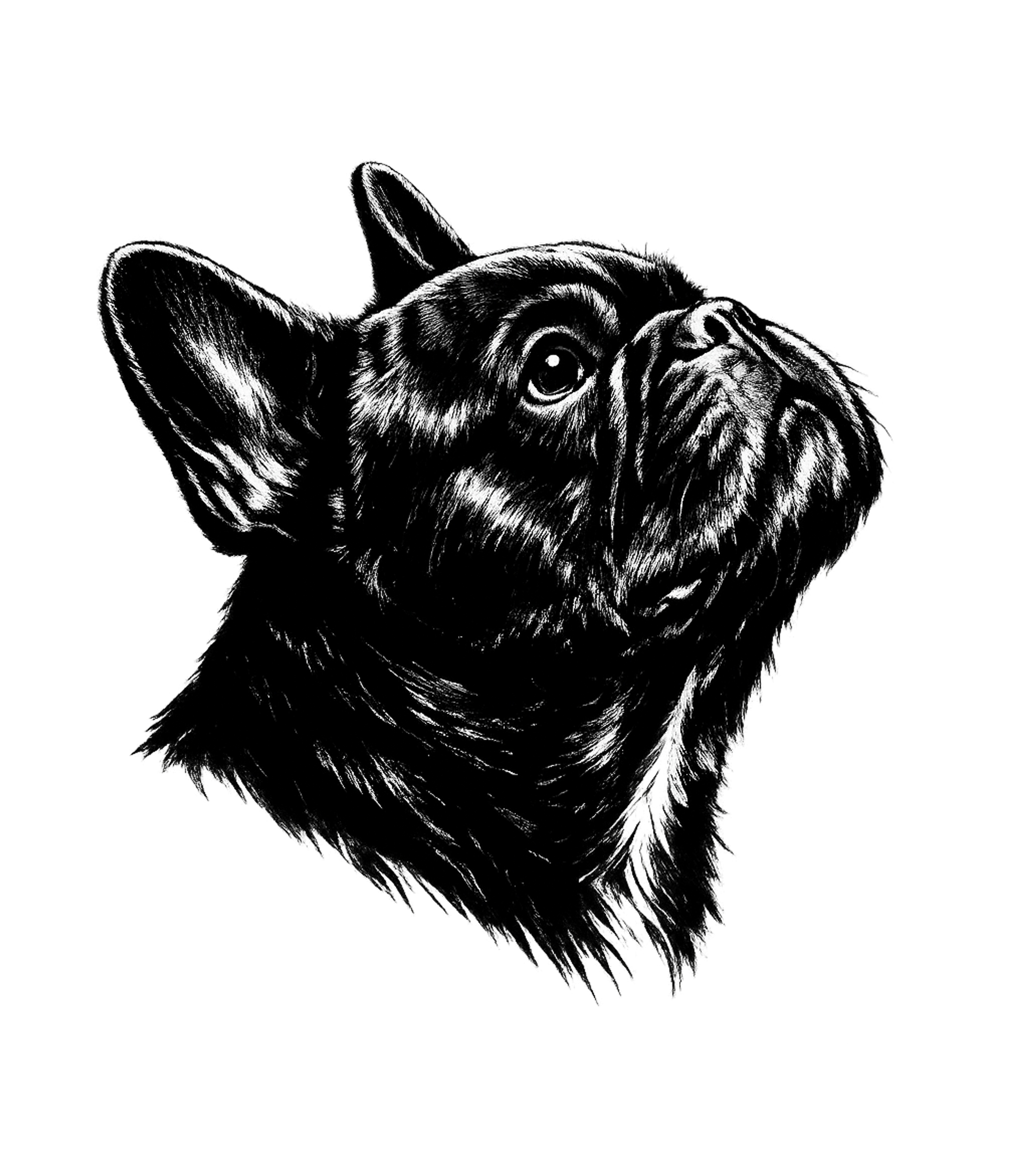 French Bulldog Portrait