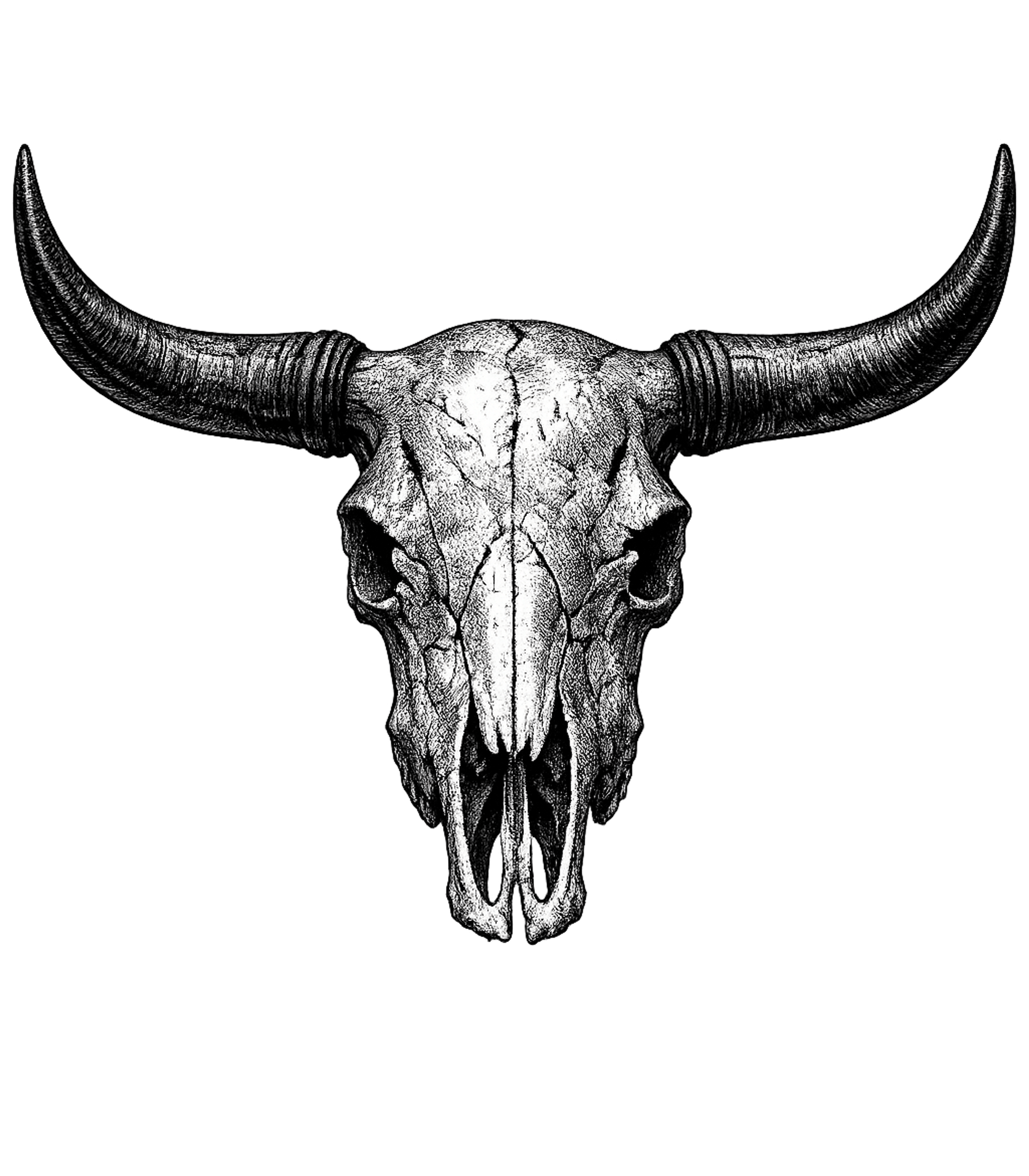Rustic Bull Skull