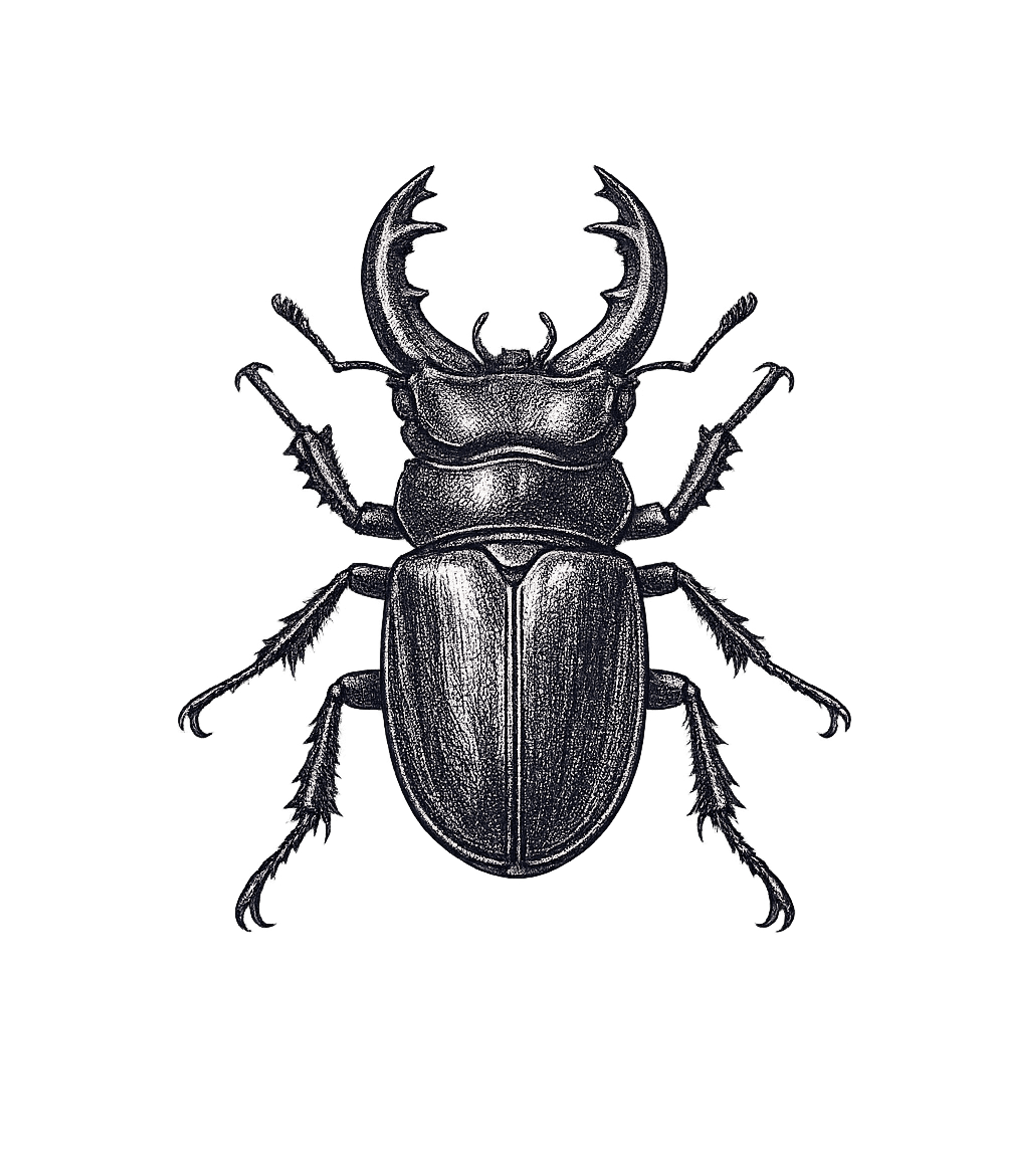 Stag Beetle Illustration