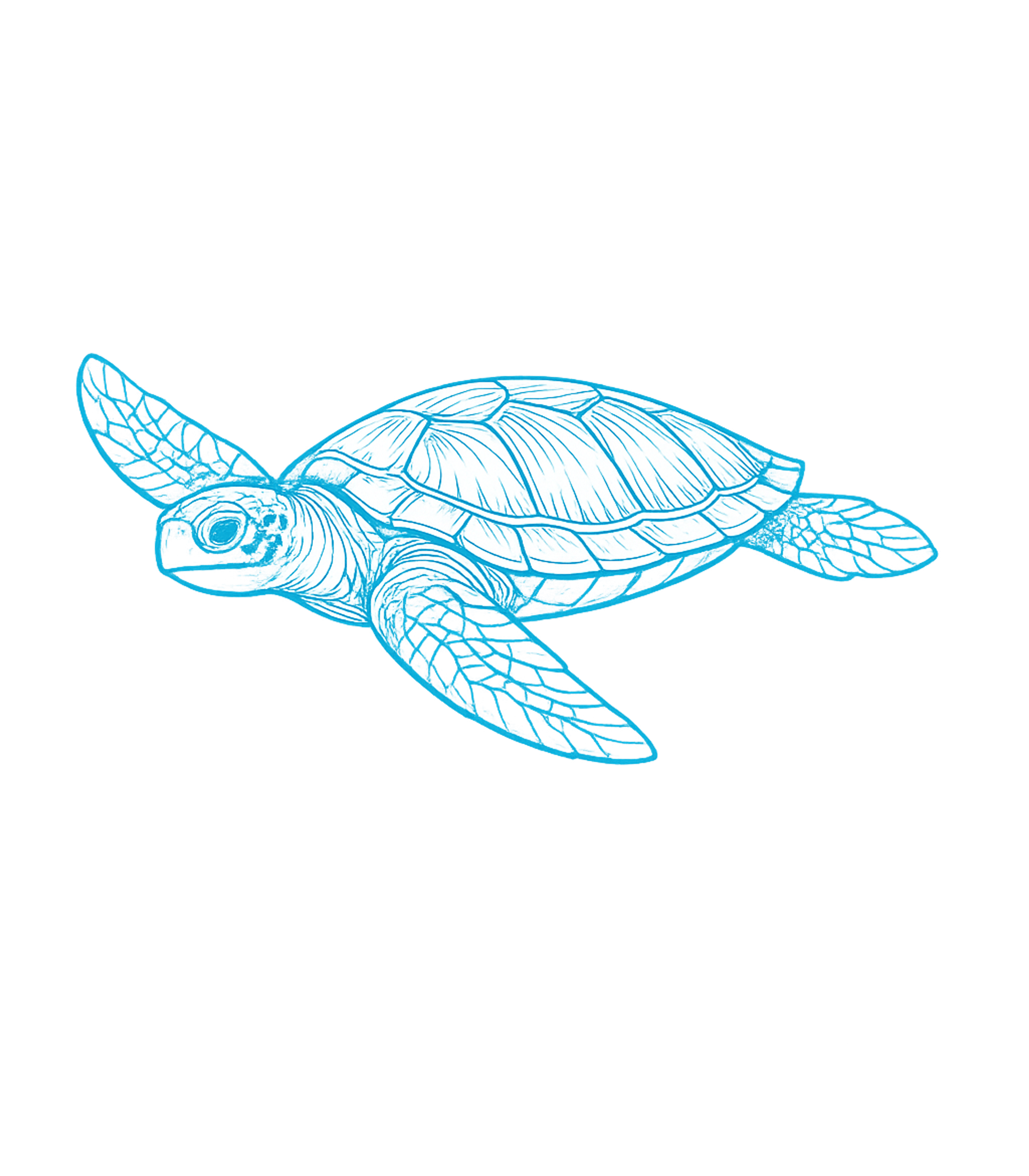 Sea Turtle Outline