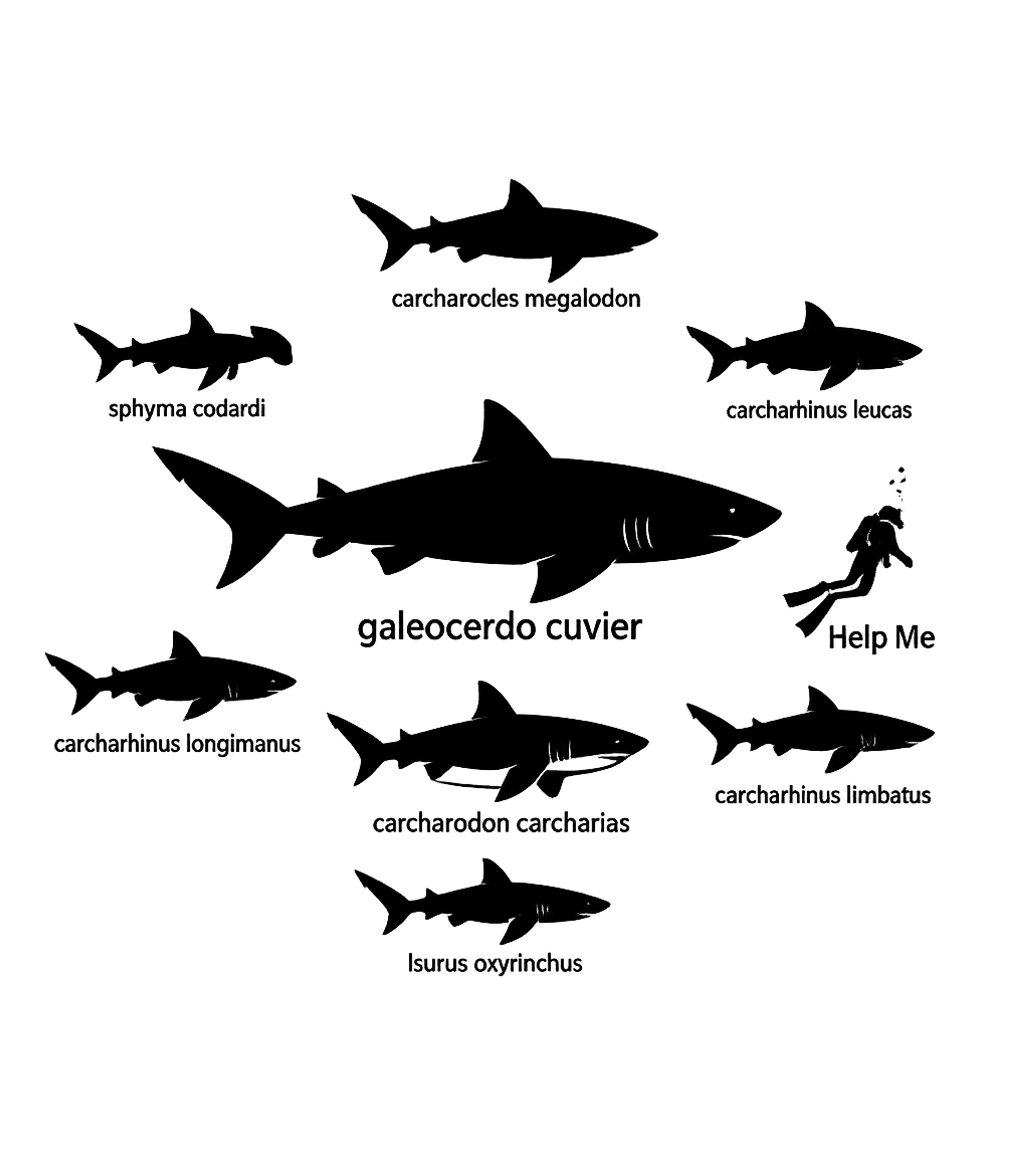 Shark Species Diver Chart