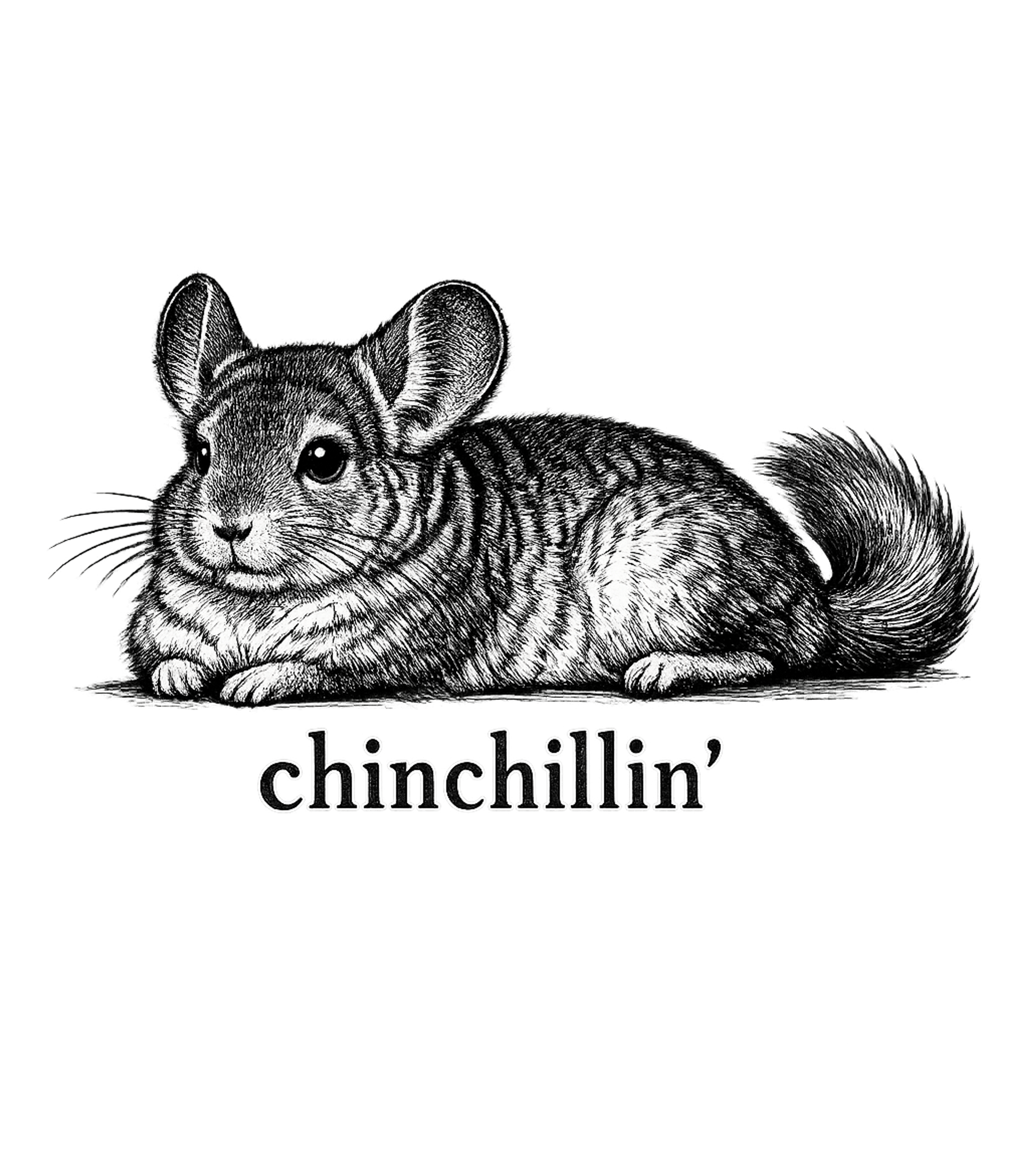 Chinchillin' Chinchilla