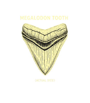 Megalodon Tooth Actual Size