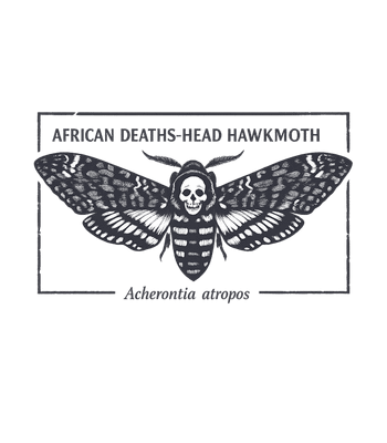 Deaths-Head Hawkmoth Skull