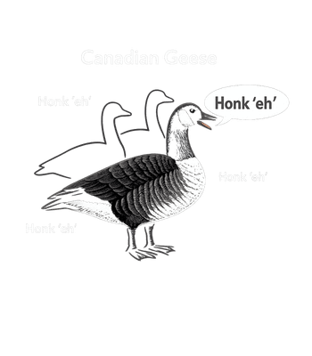 Canadian Geese Honk Eh